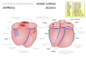 Venae cordis (zjednodušené schéma)