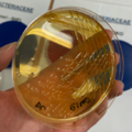 Citrobacter koseri, deoxycholát-citrátový agar