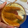 Enterobacter cloacae, deoxycholát-citrátový agar