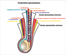Struktury funiculus spermaticus
