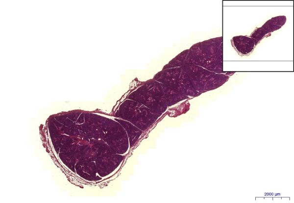 Glandula parotis- Parotid gland HE, 0,6x.jpeg