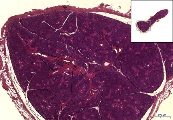 Glandula parotis- Parotid gland HE, 2x.jpeg