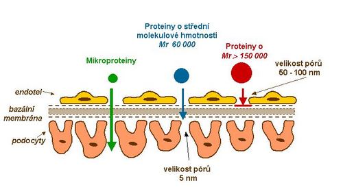 Vliv velikosti bílkoviny na průnik glomerulární membránou