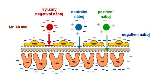 Vliv náboje bílkoviny