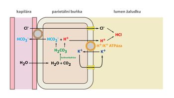 H+/K+-ATPáza
