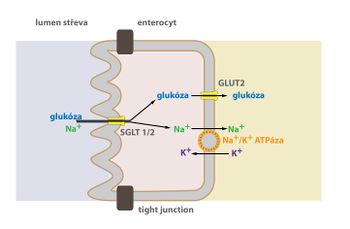 SGLT provádí symport glukózy a Na+
