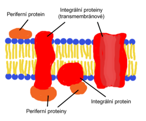 Membrane protein.png