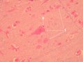 Mozek paramidová buňka 2 upr.jpg