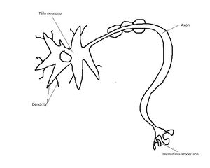 Neuron-a-jeho-struktura.jpg