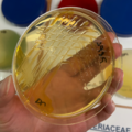 Pseudomonas fluorescens, deoxycholát - citrátový agar