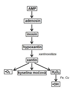 Metabolismus xypoxantinu