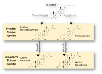 Syntéza žlučových kyselin