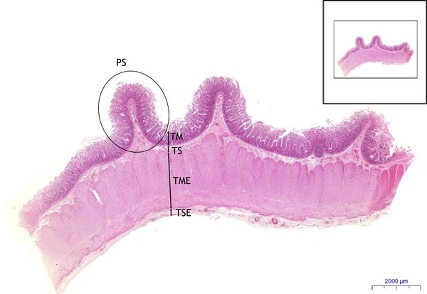 Tenké střevo- Small intestine HE 0,6x.jpeg
