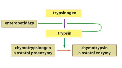 Trypsinogen.jpg